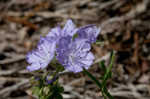 Fuzzy phacelia